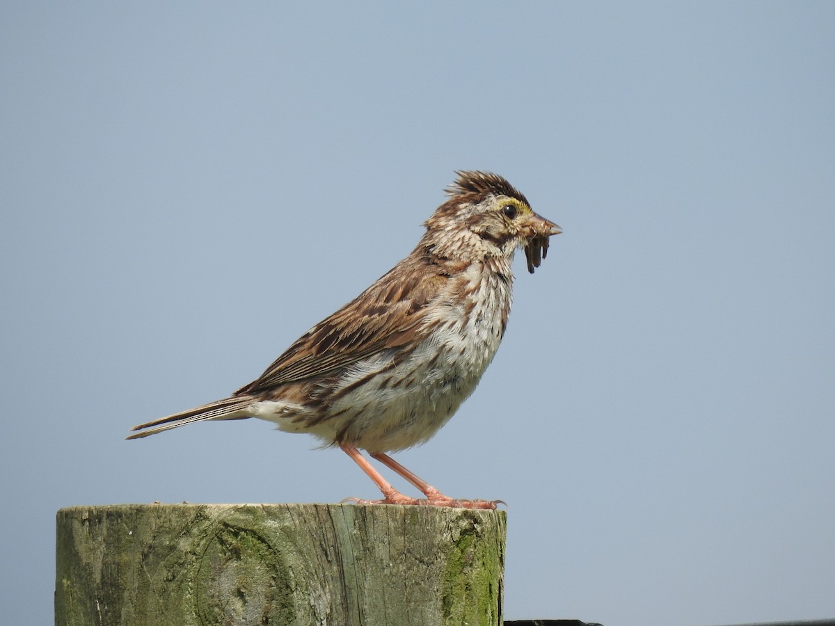 Savannah Sparrow - Cynthia Norris