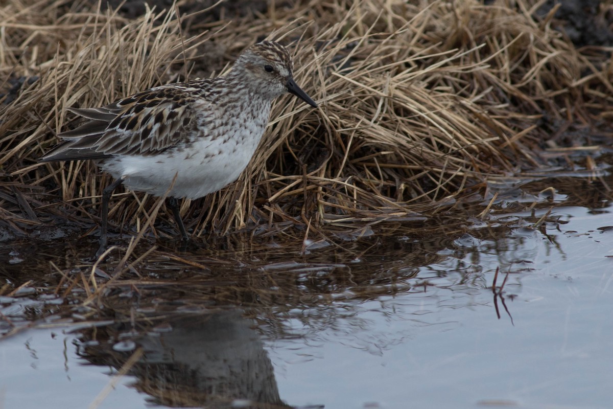 Semipalmated Sandpiper - ML108579151