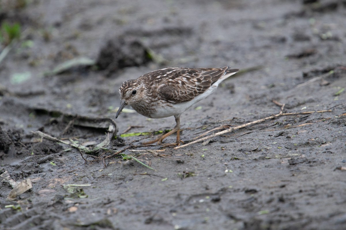 Least Sandpiper - Martin Dellwo