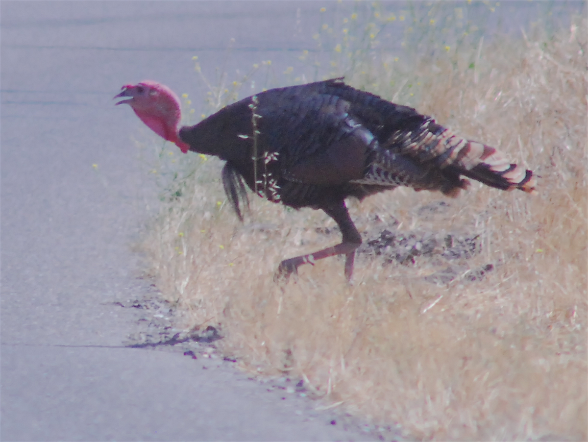 Wild Turkey - ML108585311
