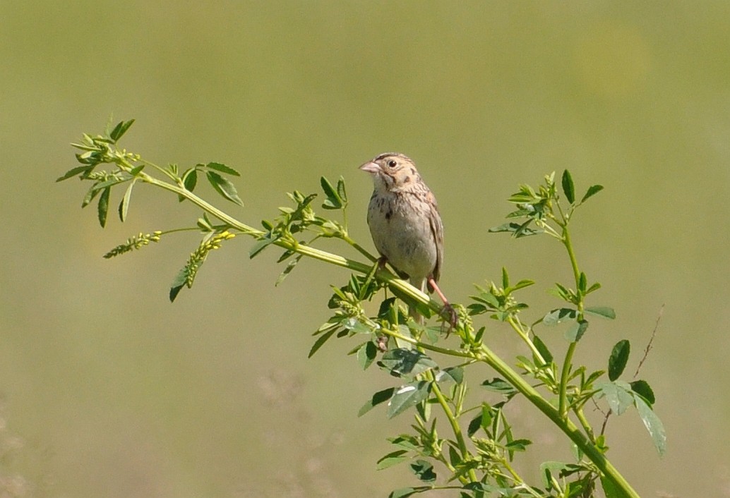 Baird's Sparrow - ML108585901