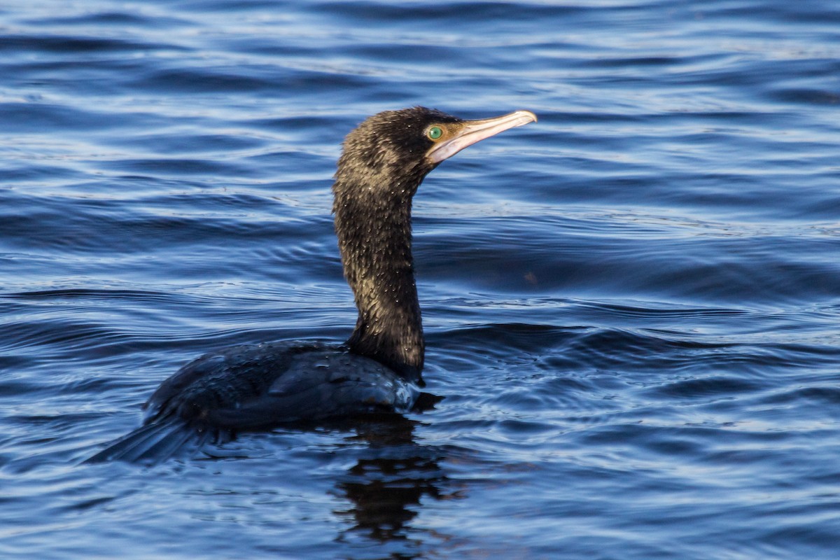 Little Black Cormorant - ML108586141