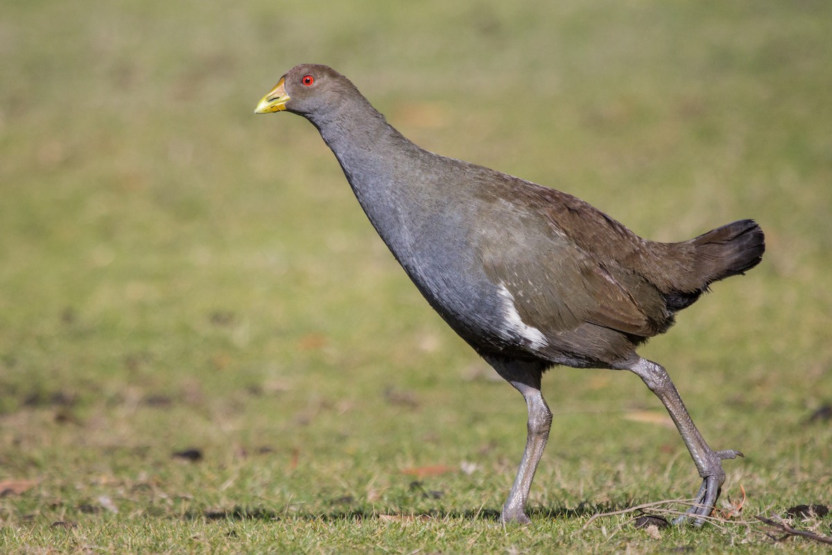 Gallinule de Tasmanie - ML108586231