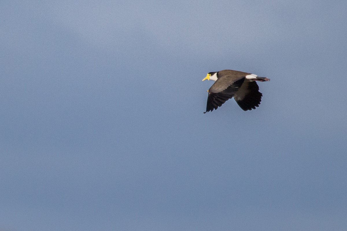 Masked Lapwing - Ramit Singal