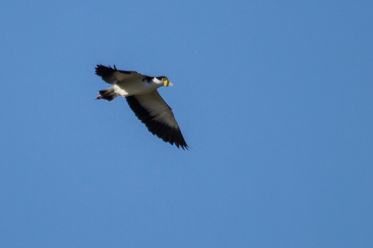 Masked Lapwing - ML108586281