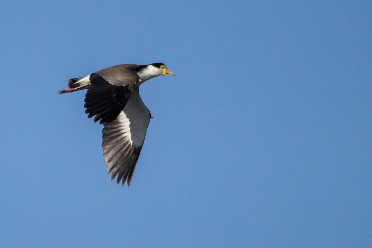 Masked Lapwing - ML108586291