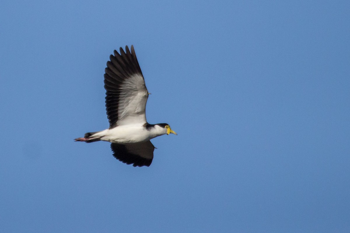 Masked Lapwing - ML108586301