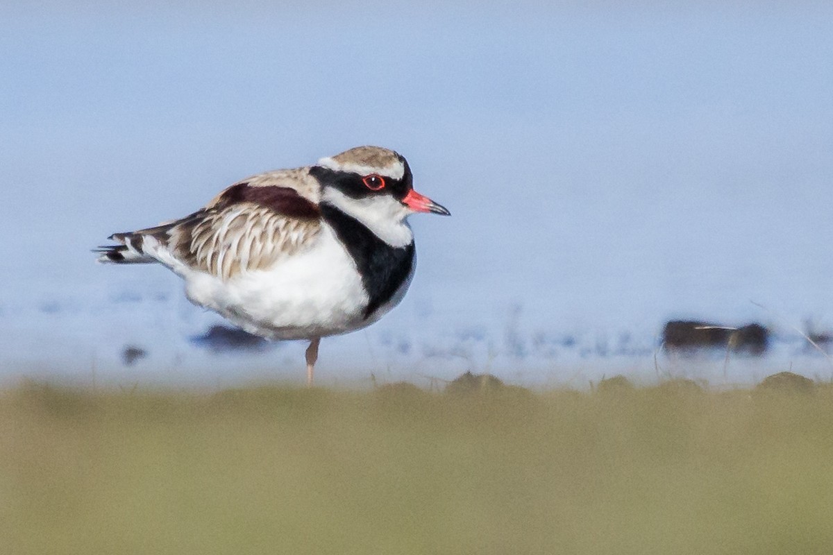 Black-fronted Dotterel - ML108586321