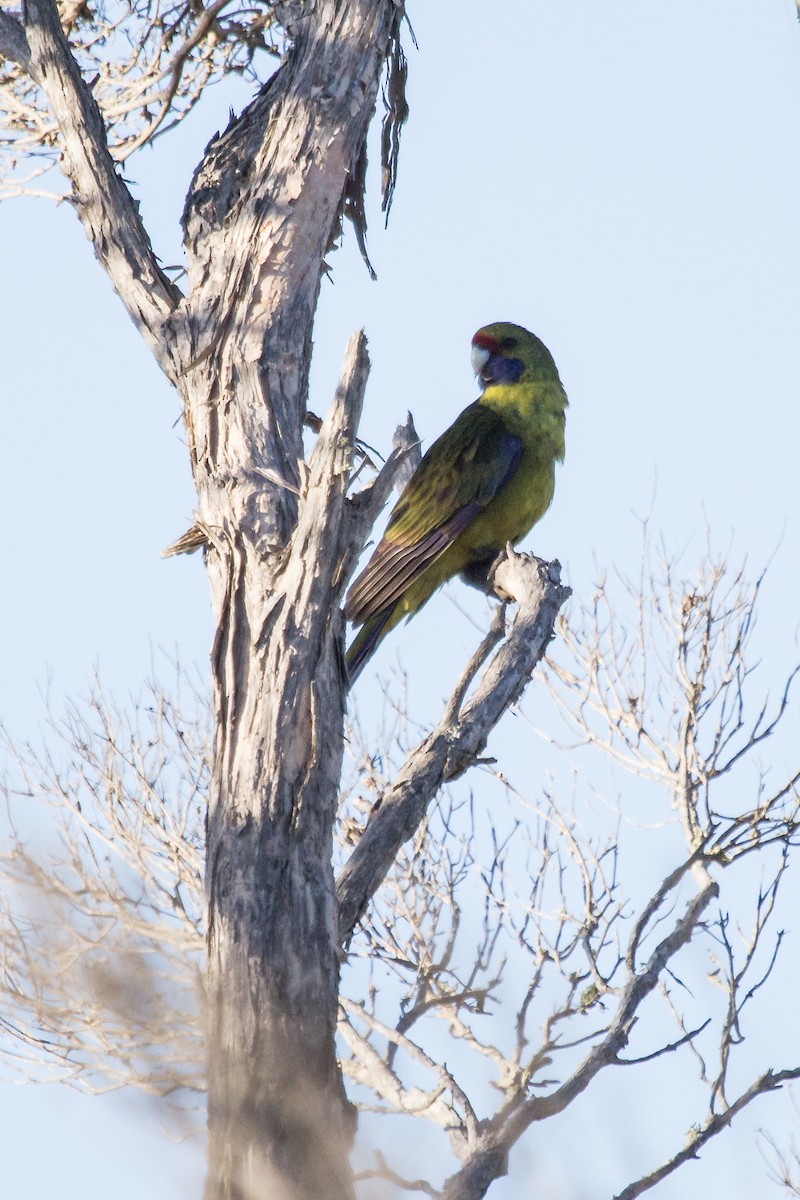 Green Rosella - Ramit Singal