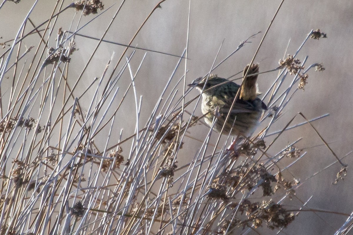 Striated Fieldwren - Ramit Singal