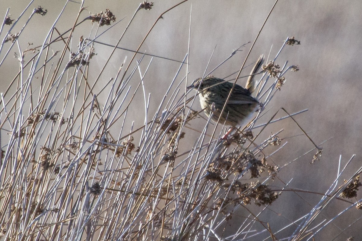 Striated Fieldwren - ML108586421