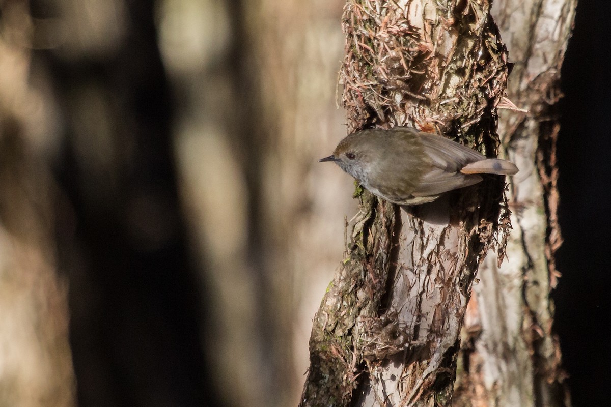 Brown Thornbill - Ramit Singal