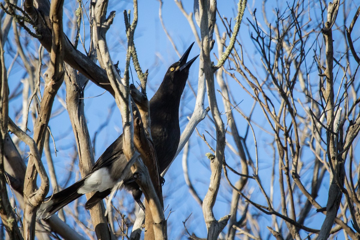 Gray Currawong (Clinking) - ML108586531