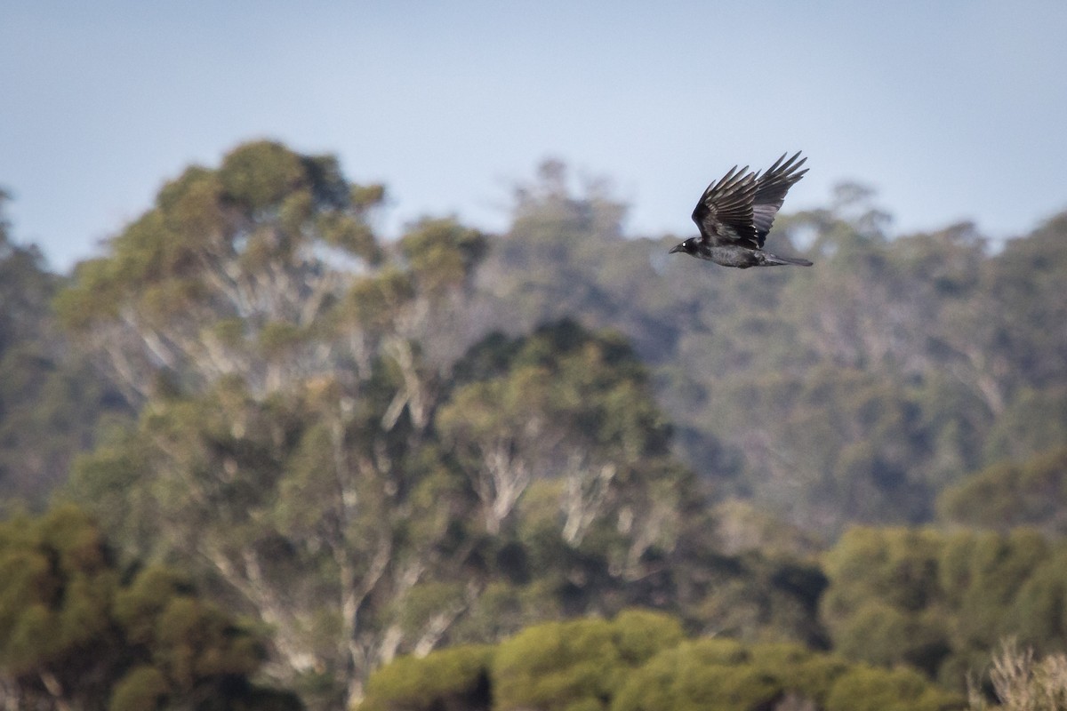 Cuervo de Tasmania - ML108586541