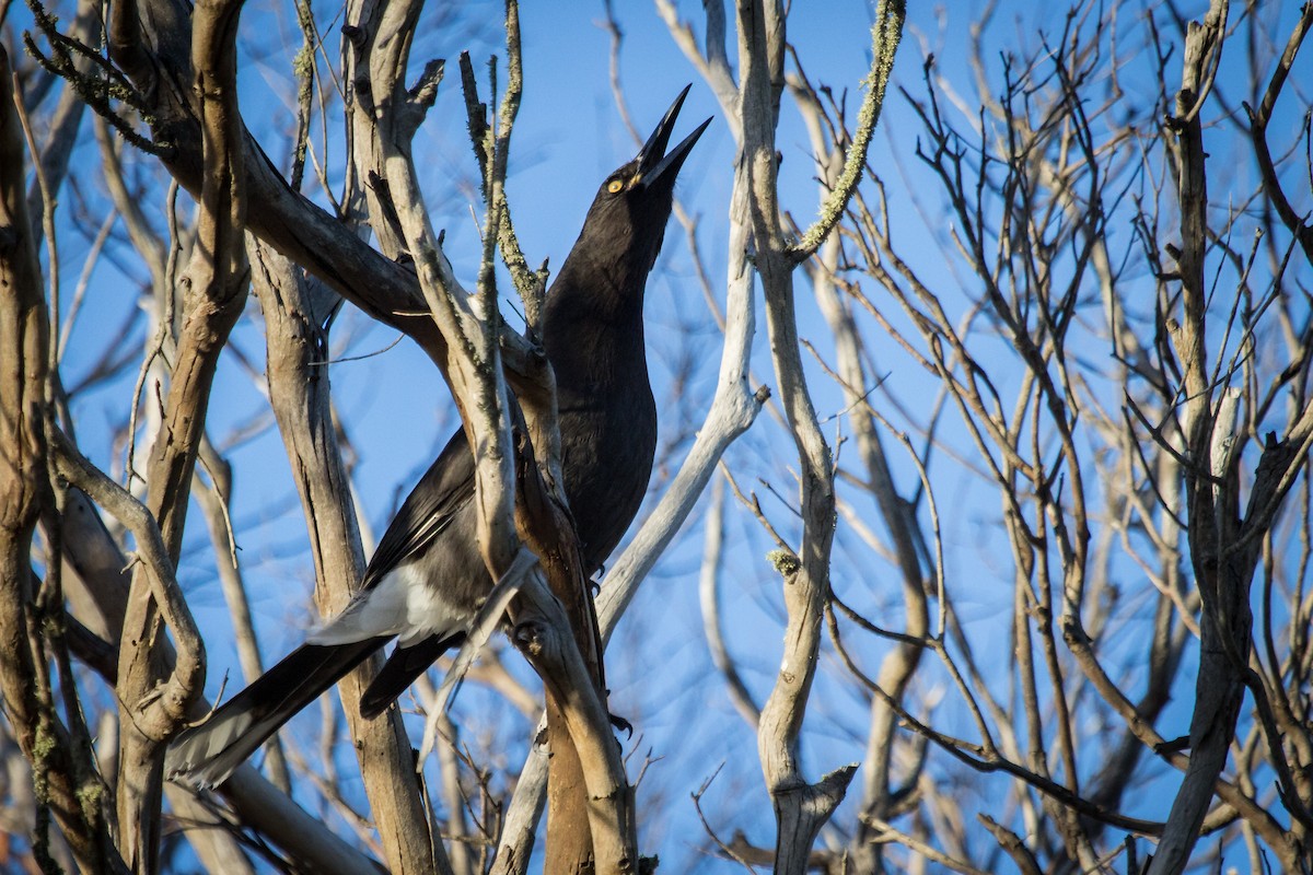 Gray Currawong (Clinking) - ML108586551