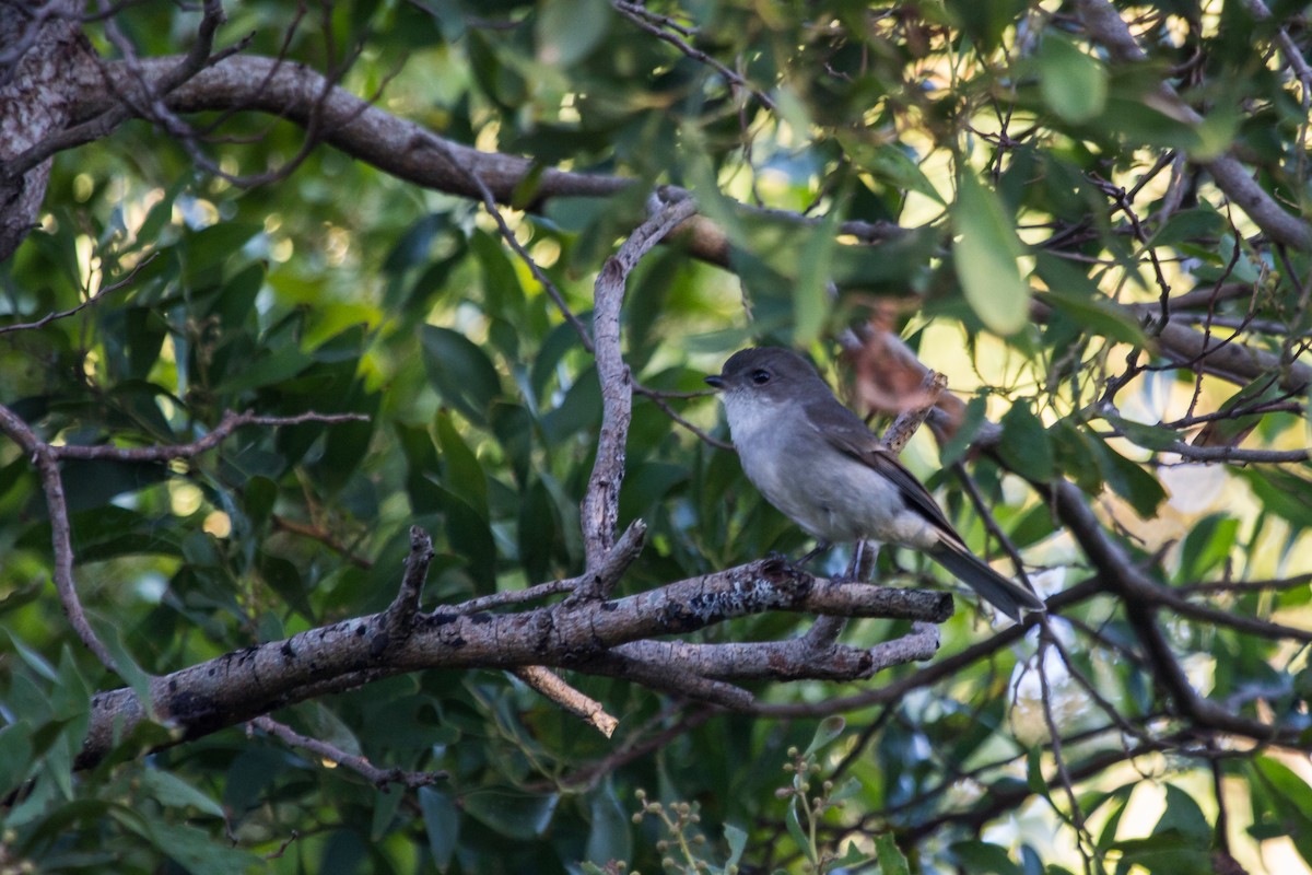 Golden Whistler - ML108586561