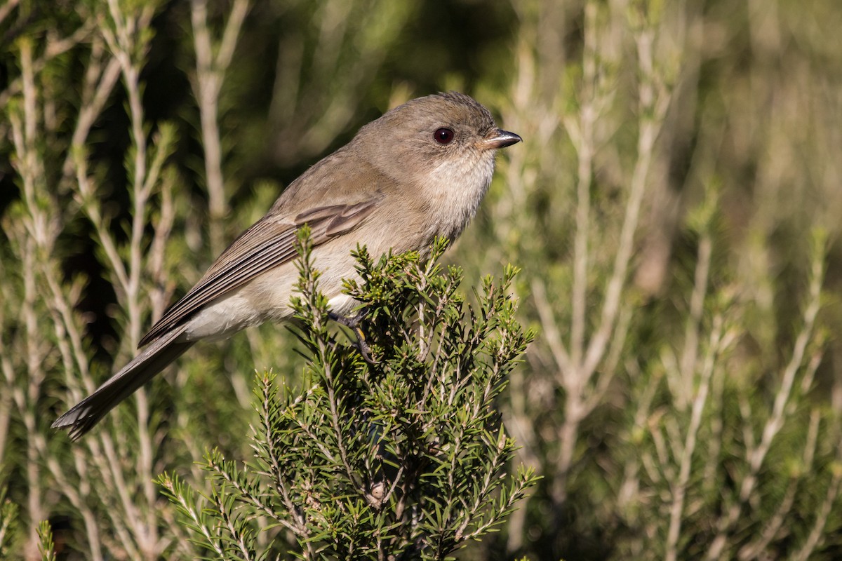 Golden Whistler - ML108586571