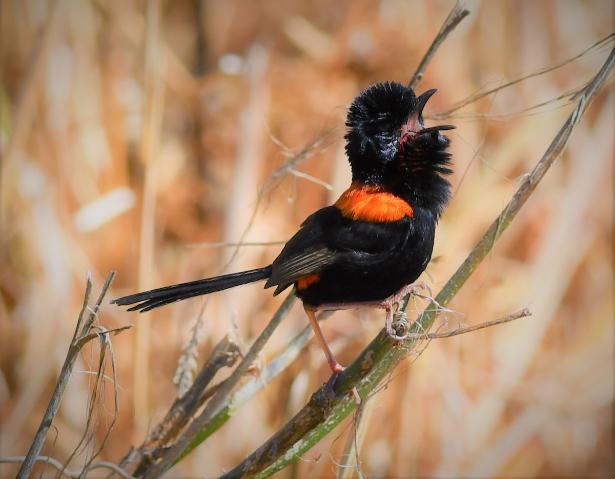 Red-backed Fairywren - ML108586641