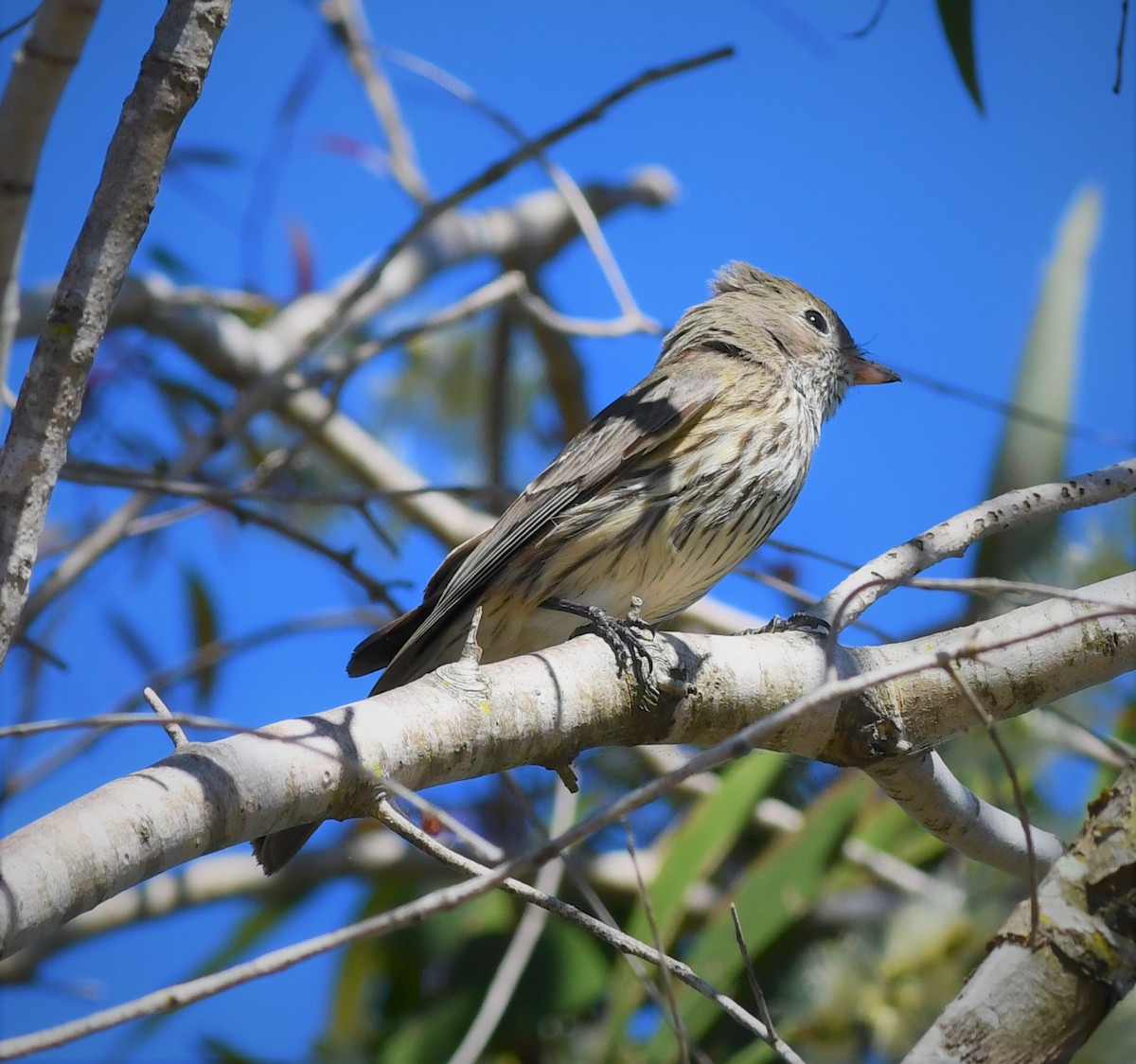 Rufous Whistler - ML108586701