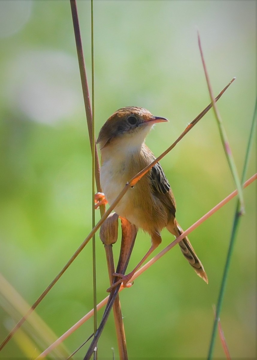 Golden-headed Cisticola - ML108586751