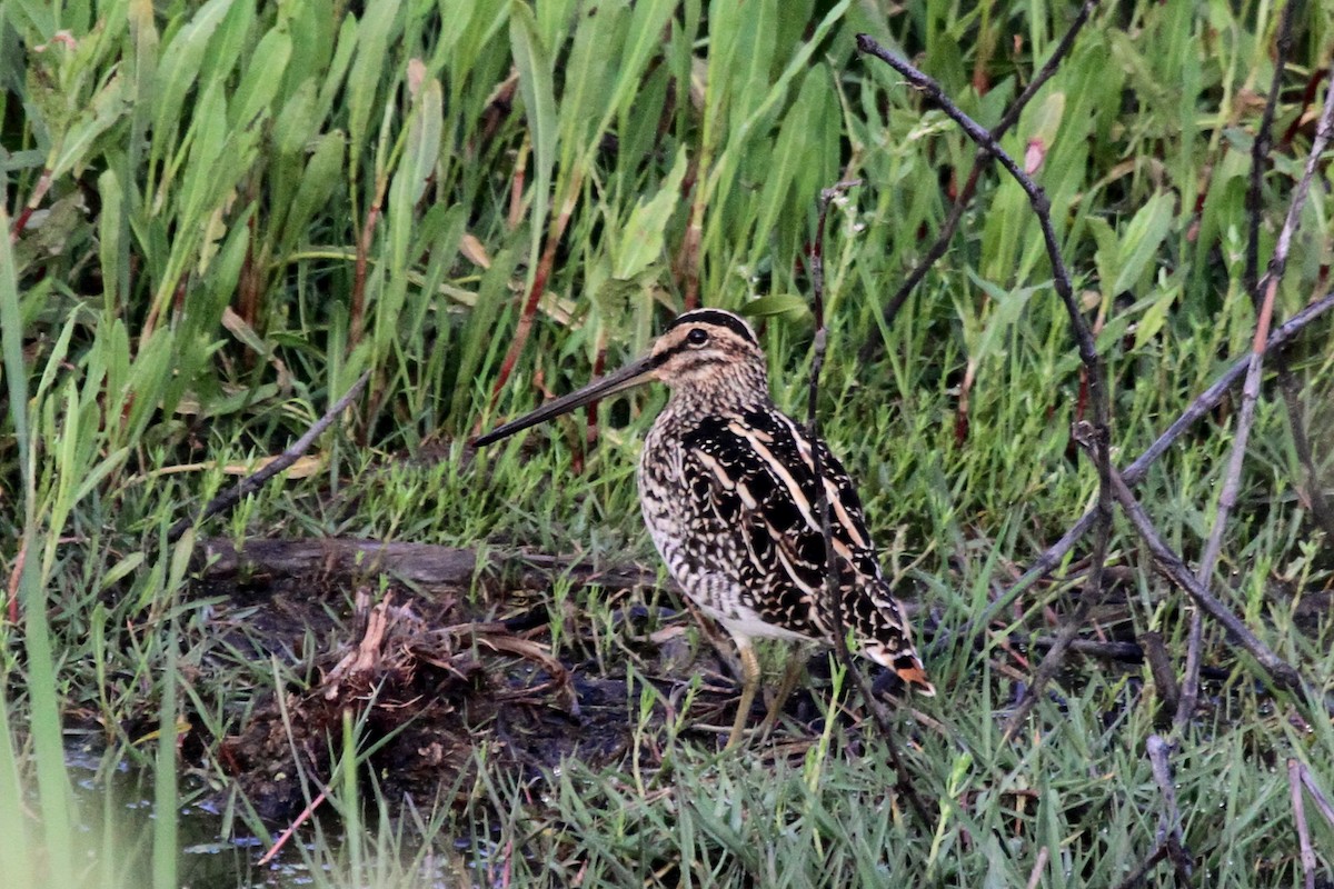 bekasina africká - ML108588461