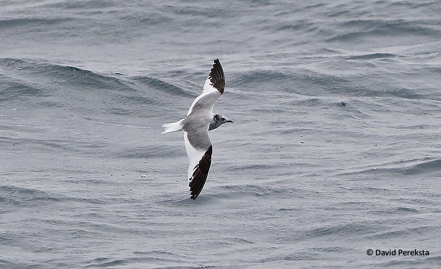 Sabine's Gull - ML108590271