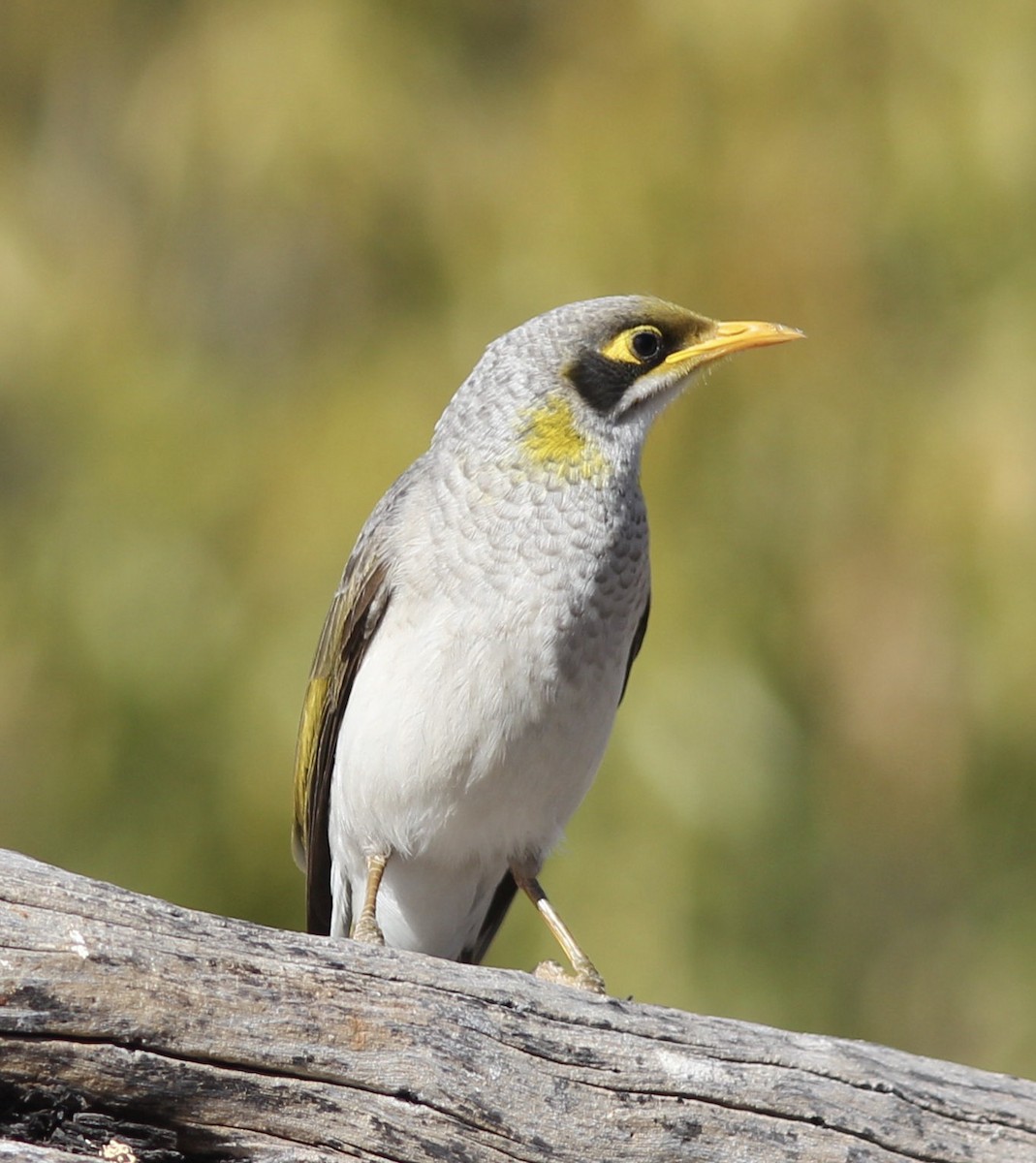 Yellow-throated Miner - ML108592861