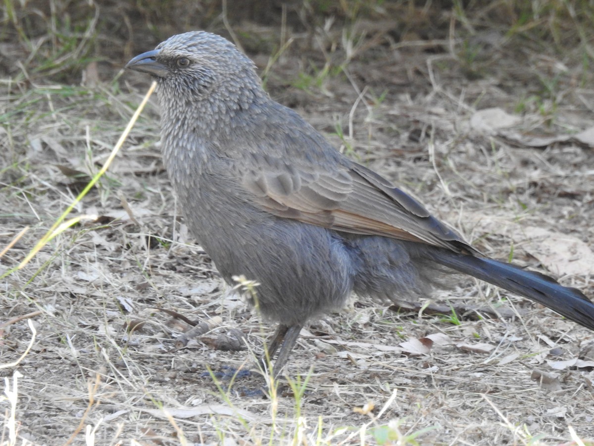 Apostlebird - Eliza Scott