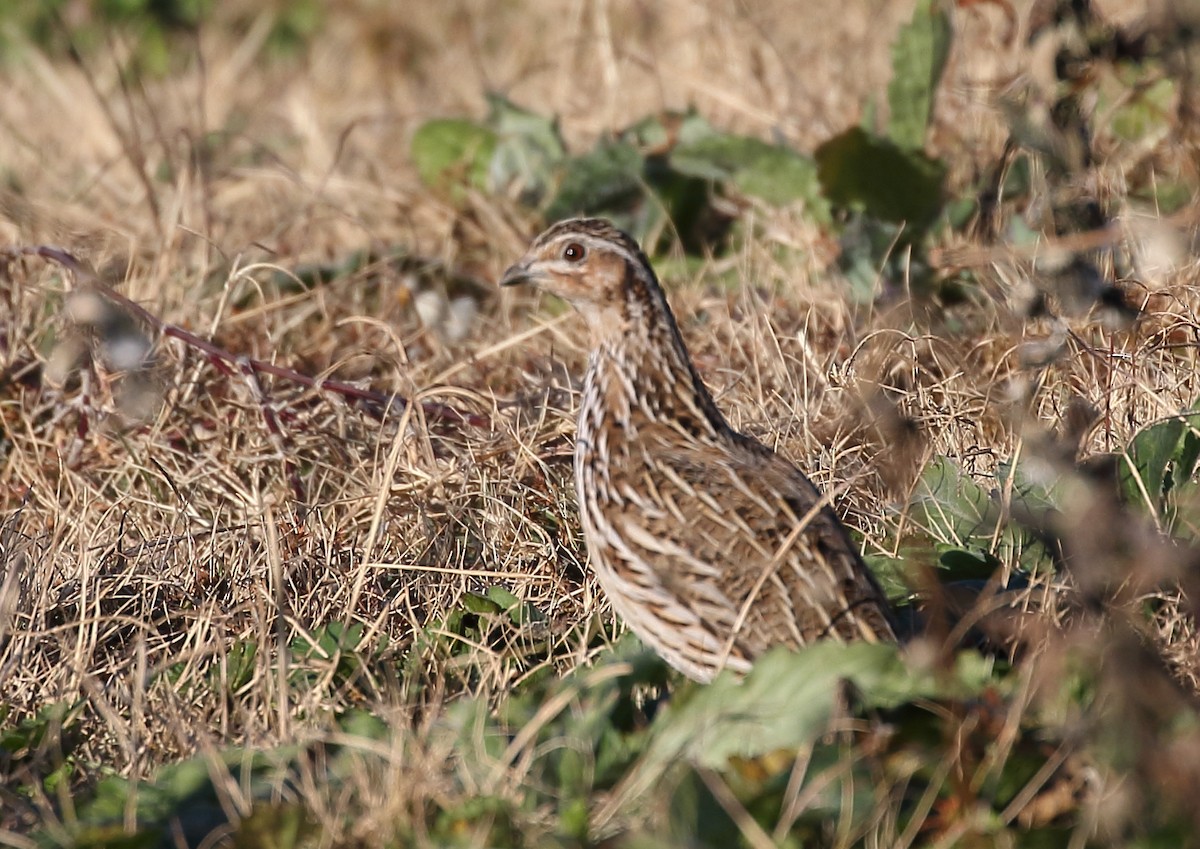 Stubble Quail - ML108594511