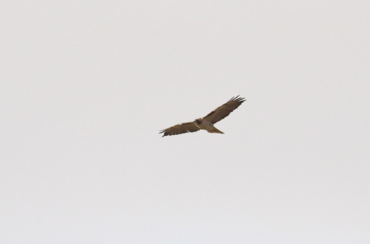 Red-tailed Hawk - Michael Todd