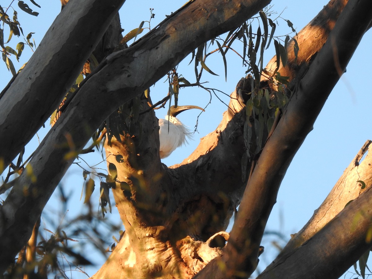 Australian Ibis - ML108596601