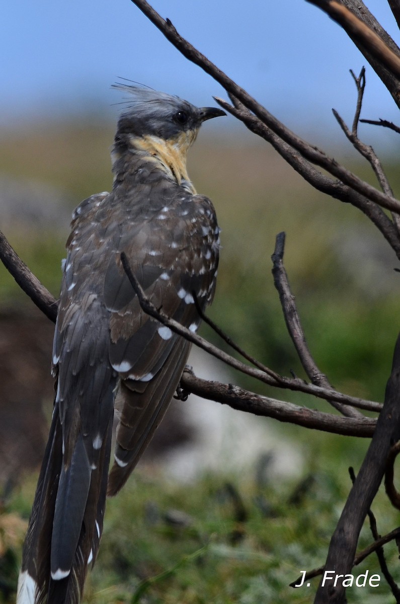 Great Spotted Cuckoo - ML108597981