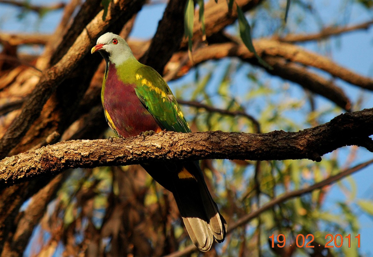 Wompoo Fruit-Dove - John Lowry