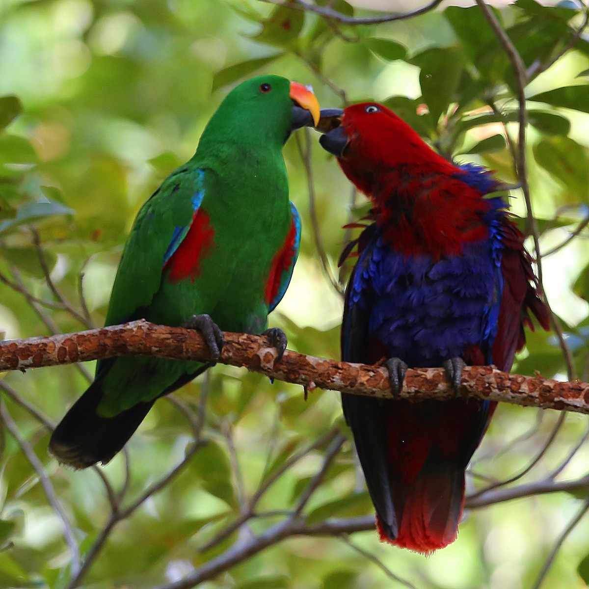 Papuan Eclectus - ML108598821