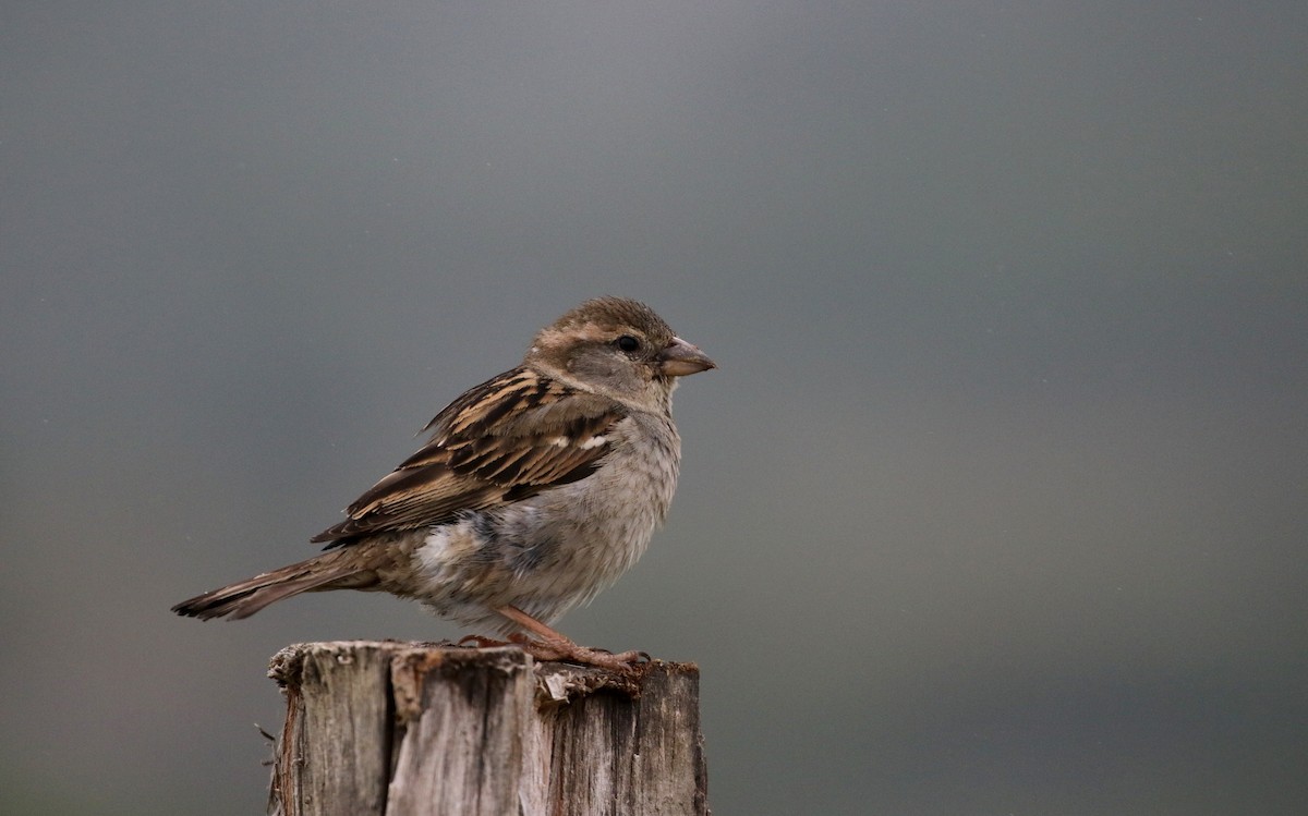 House Sparrow - Jay McGowan