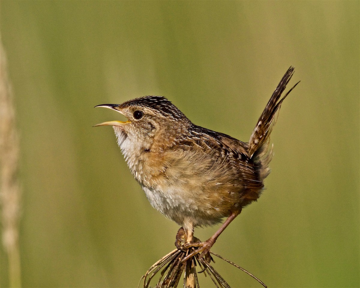 Sedge Wren - Jack & Holly Bartholmai