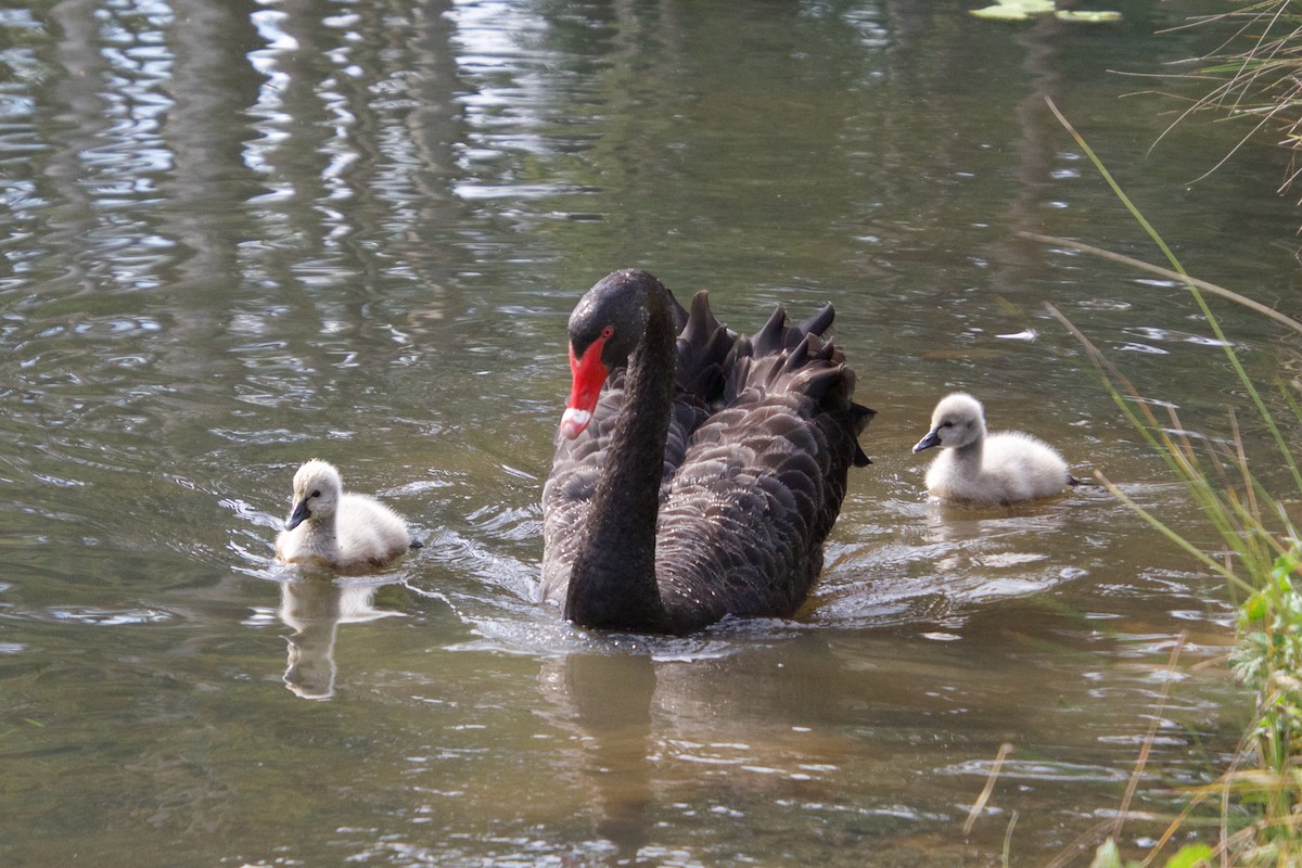 Black Swan - Gillie Matthew