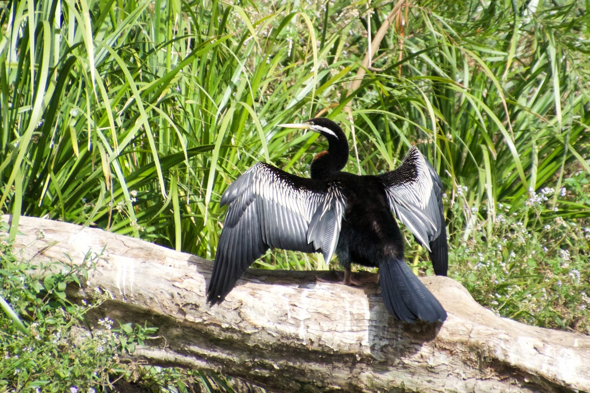 Austral-Schlangenhalsvogel - ML108600731