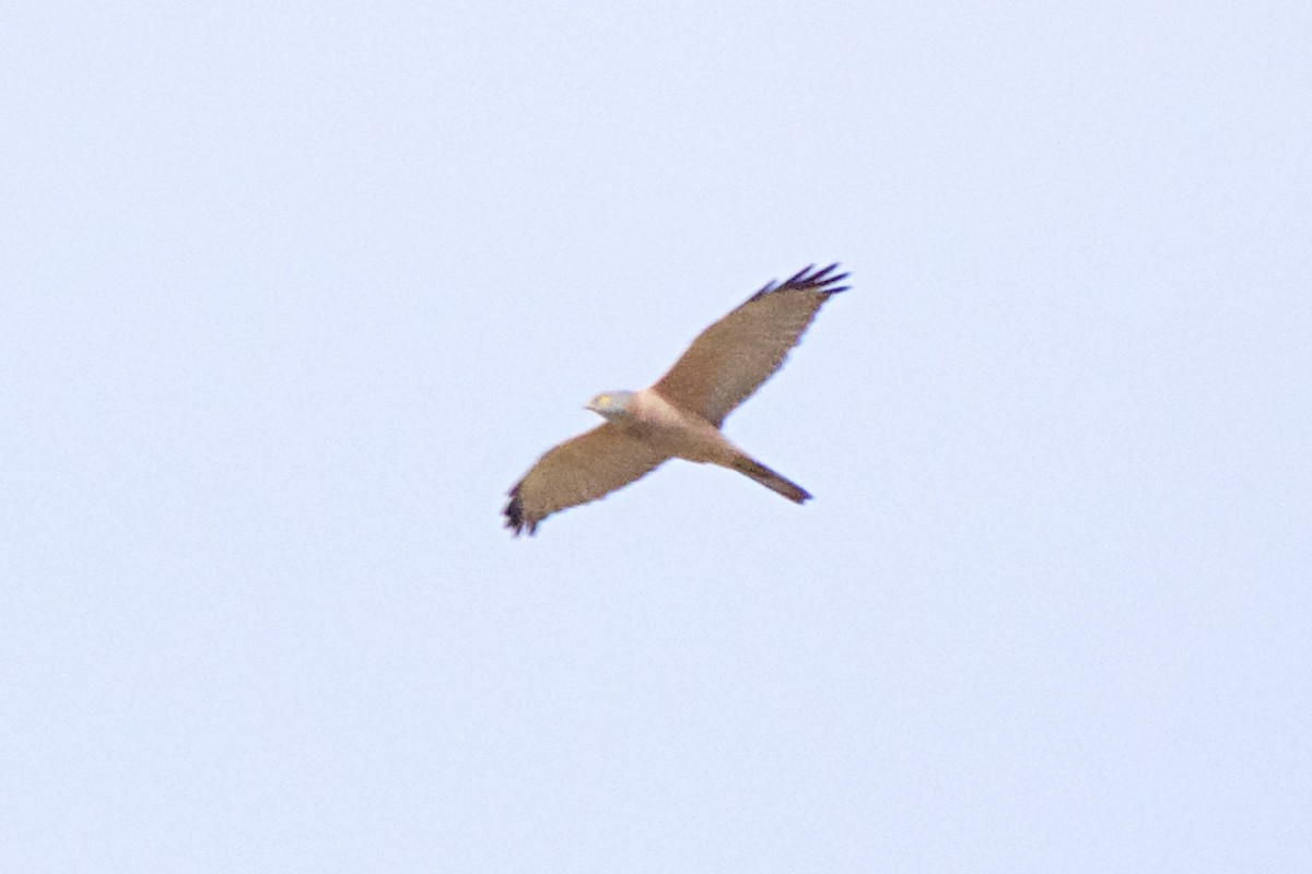 Brown Goshawk - ML108600951