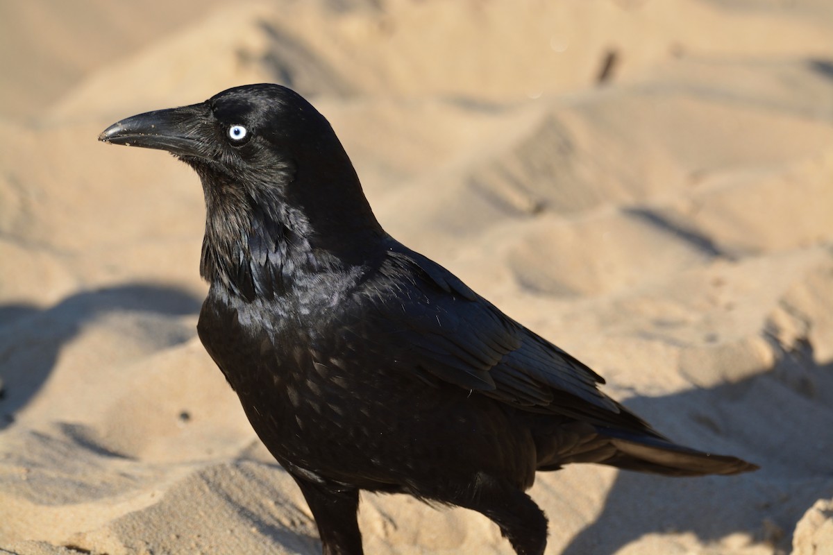 Australian Raven - ML108601151