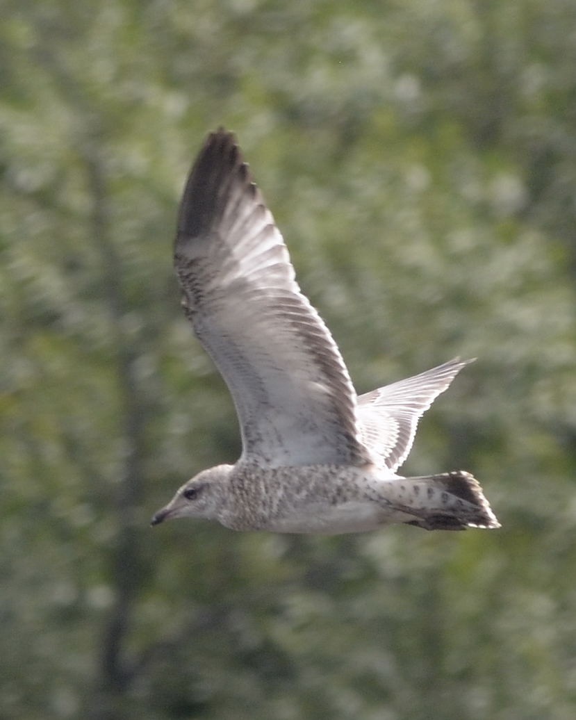 Ring-billed Gull - Heather Pickard