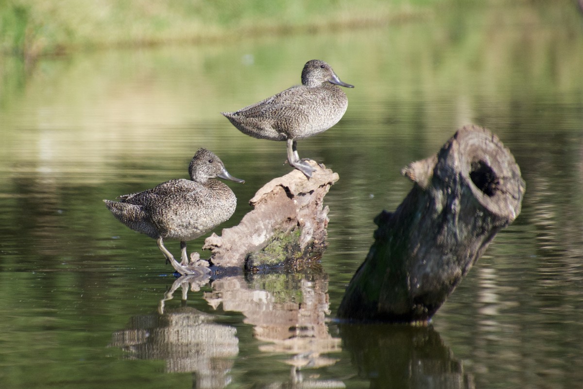 Freckled Duck - Gillie Matthew