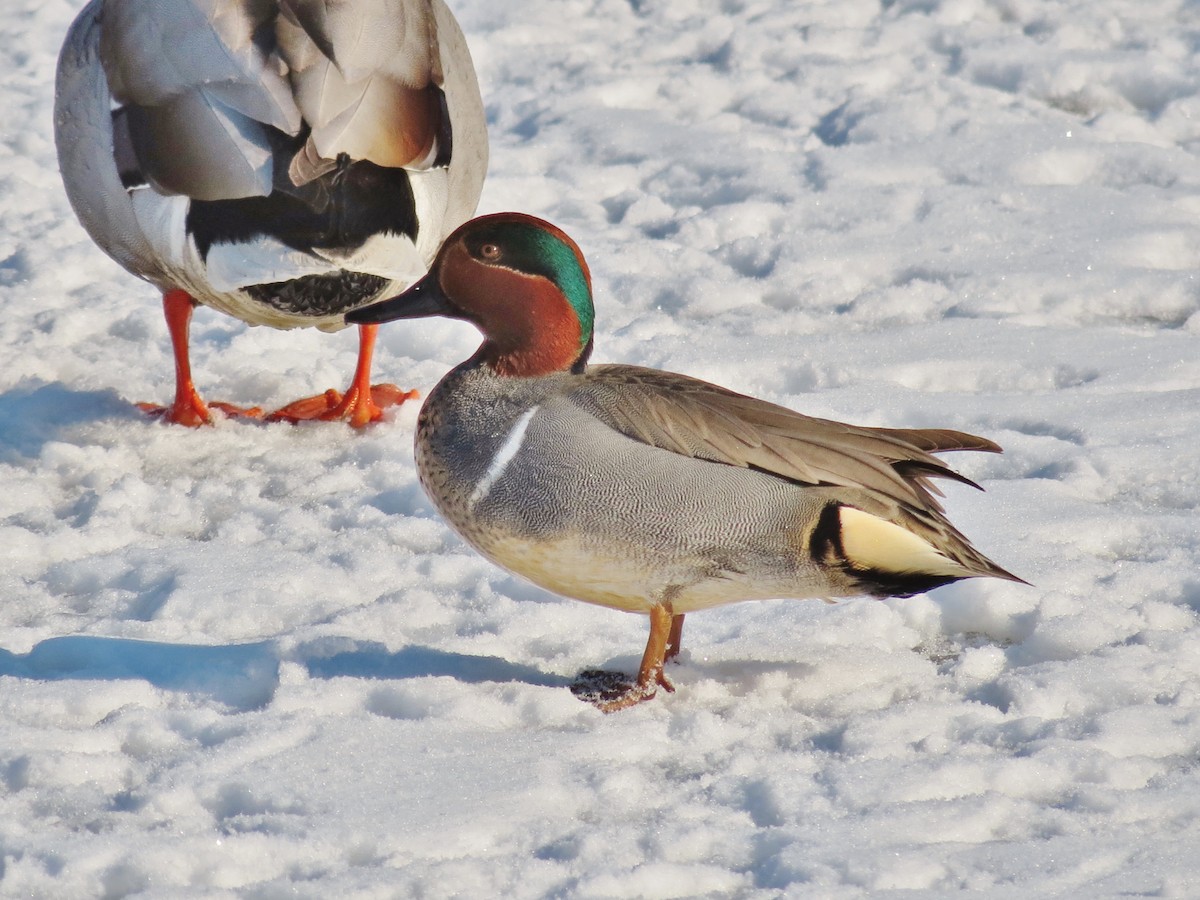 Sarcelle d'hiver (carolinensis) - ML108605331