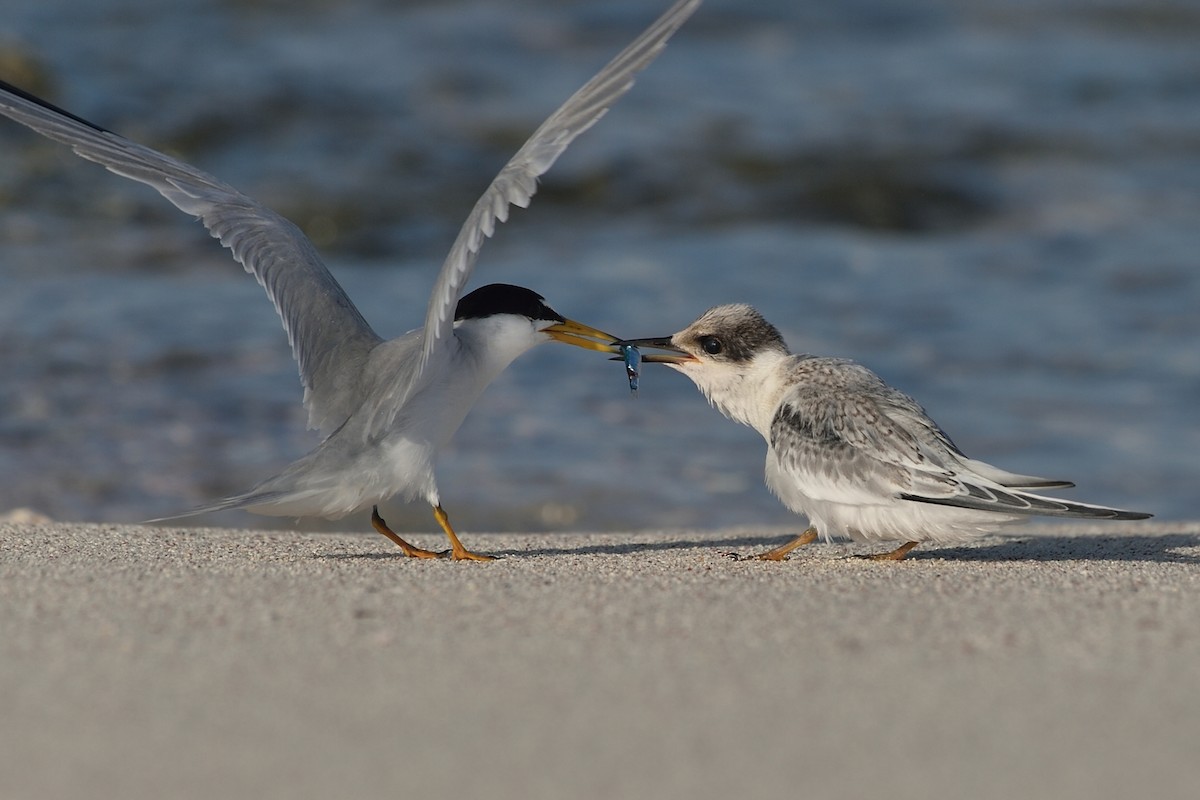 Least Tern - Michiel Oversteegen