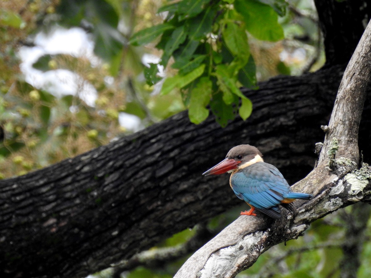 Stork-billed Kingfisher - ML108607901