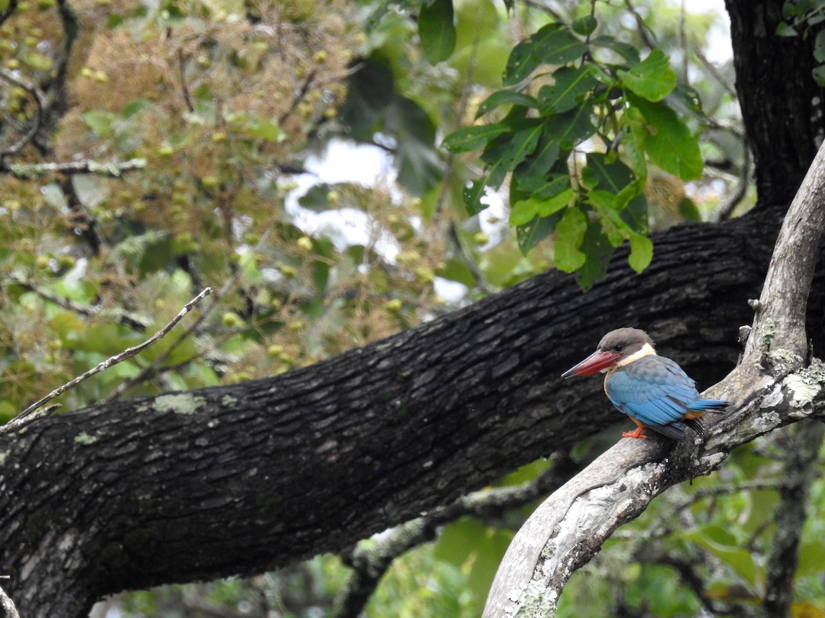 Stork-billed Kingfisher - ML108607911