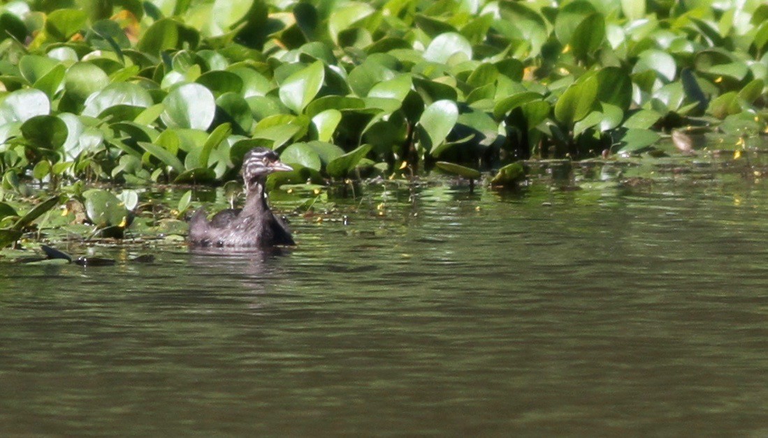 Least Grebe - ML108608701