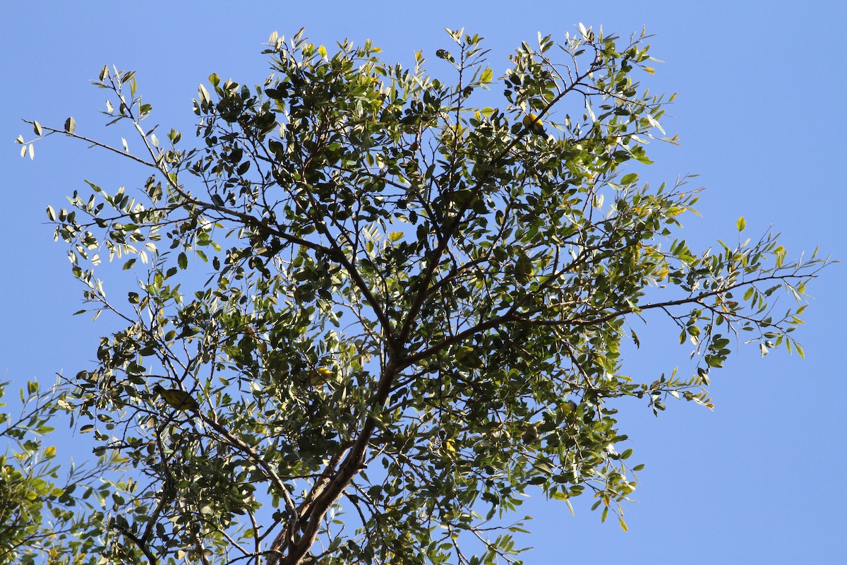 Blue-naped Chlorophonia - ML108609541