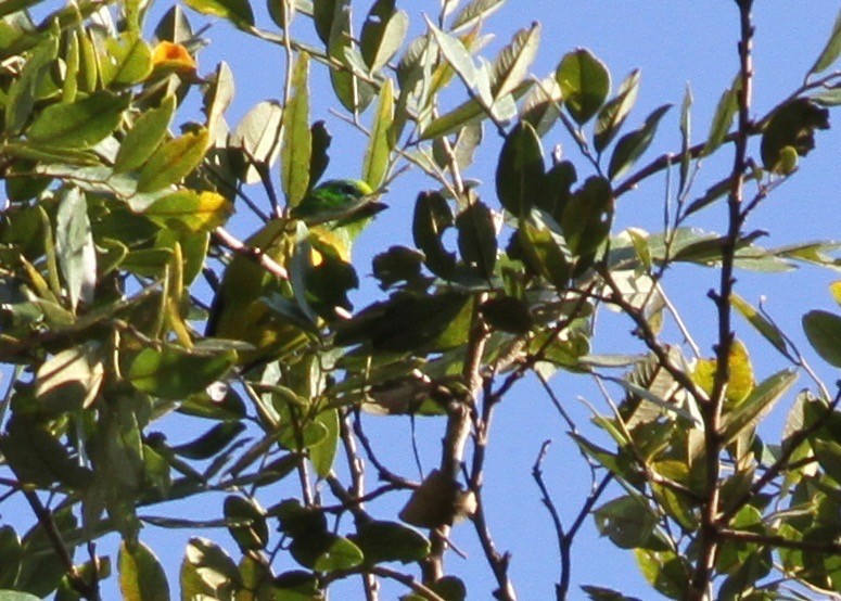 Blue-naped Chlorophonia - ML108609701