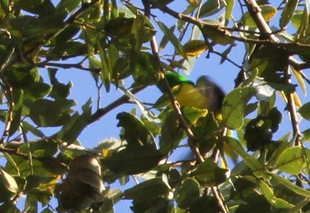 Blue-naped Chlorophonia - ML108609821